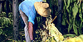 Tabak Plantagen