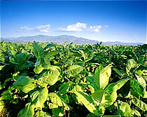 Tabak Plantagen